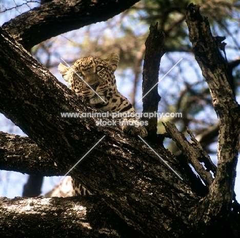 leopard in a tree in east africa