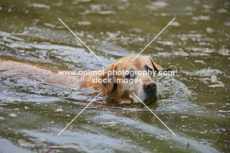 yellow labrador retriever swimming in a pond