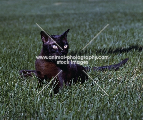 gr ch shawnee casey jones of phi line, american brown burmese cat, looking towards camera