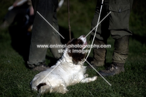 English Springer Spaniel on lead, looking at man