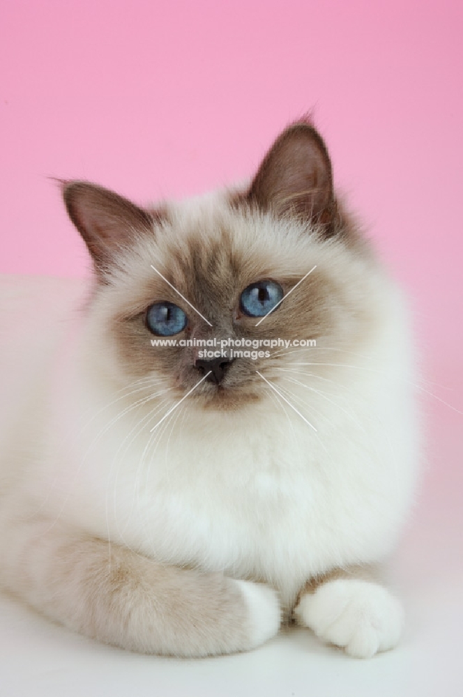 lilac point birman cat, portrait on pink background