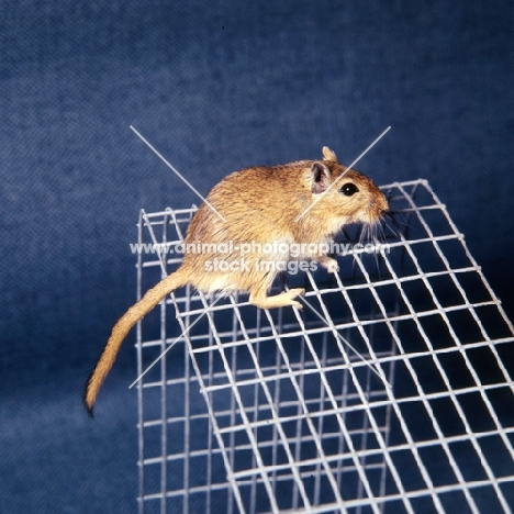 gerbil, agouti colour, on wire netting