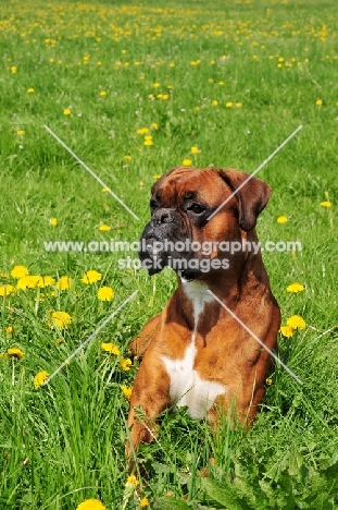 brown Boxer lying down in flowery field