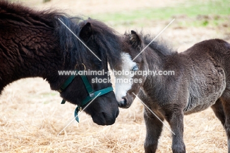 two falabella horses nuzzling in field