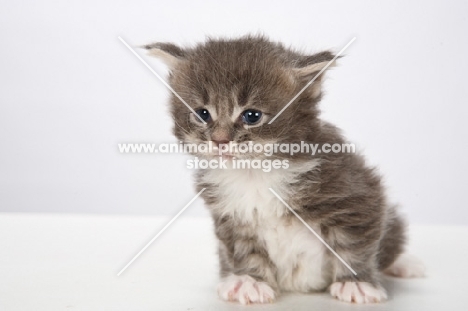 Maine Coon kitten sitting down