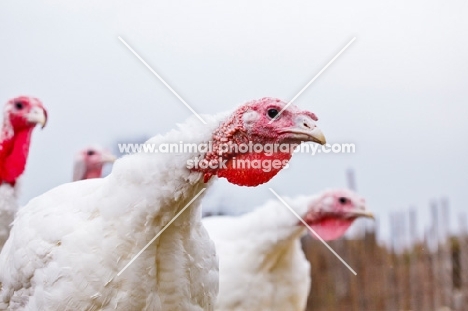 curious turkeys