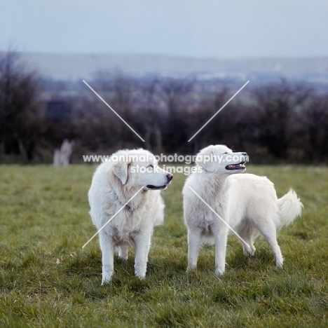 lycur of wynbriar, tarncred janus, two maremma sheepdogs standing in field