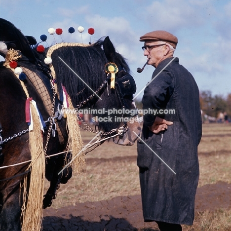 a man and his shire horse at ploughing competition, mattingley, hants 1974