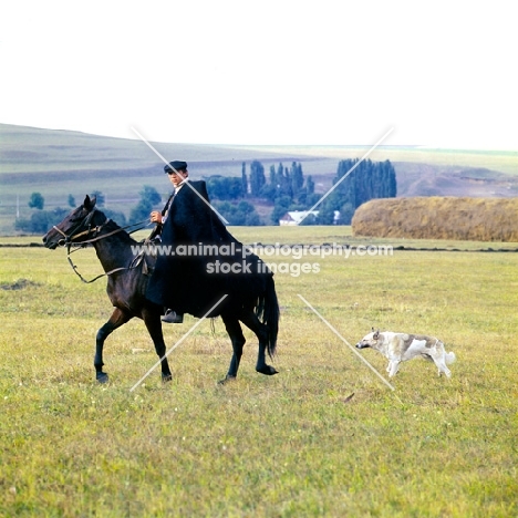 Cossack riding Kabardine horse with dog in Caucasus