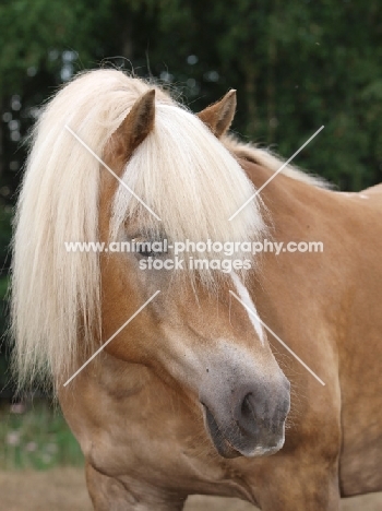 Haflinger portrait