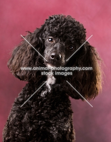 miniature Poodle on pink background