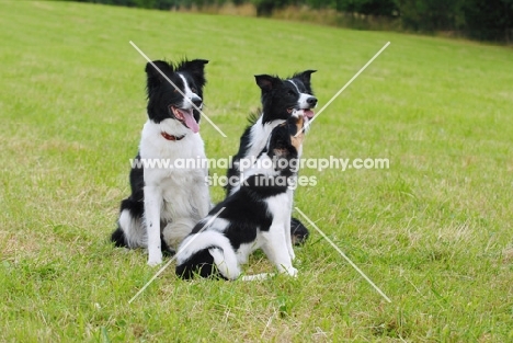 Border collies with puppy