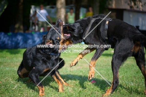 Two male Beauceron arguing