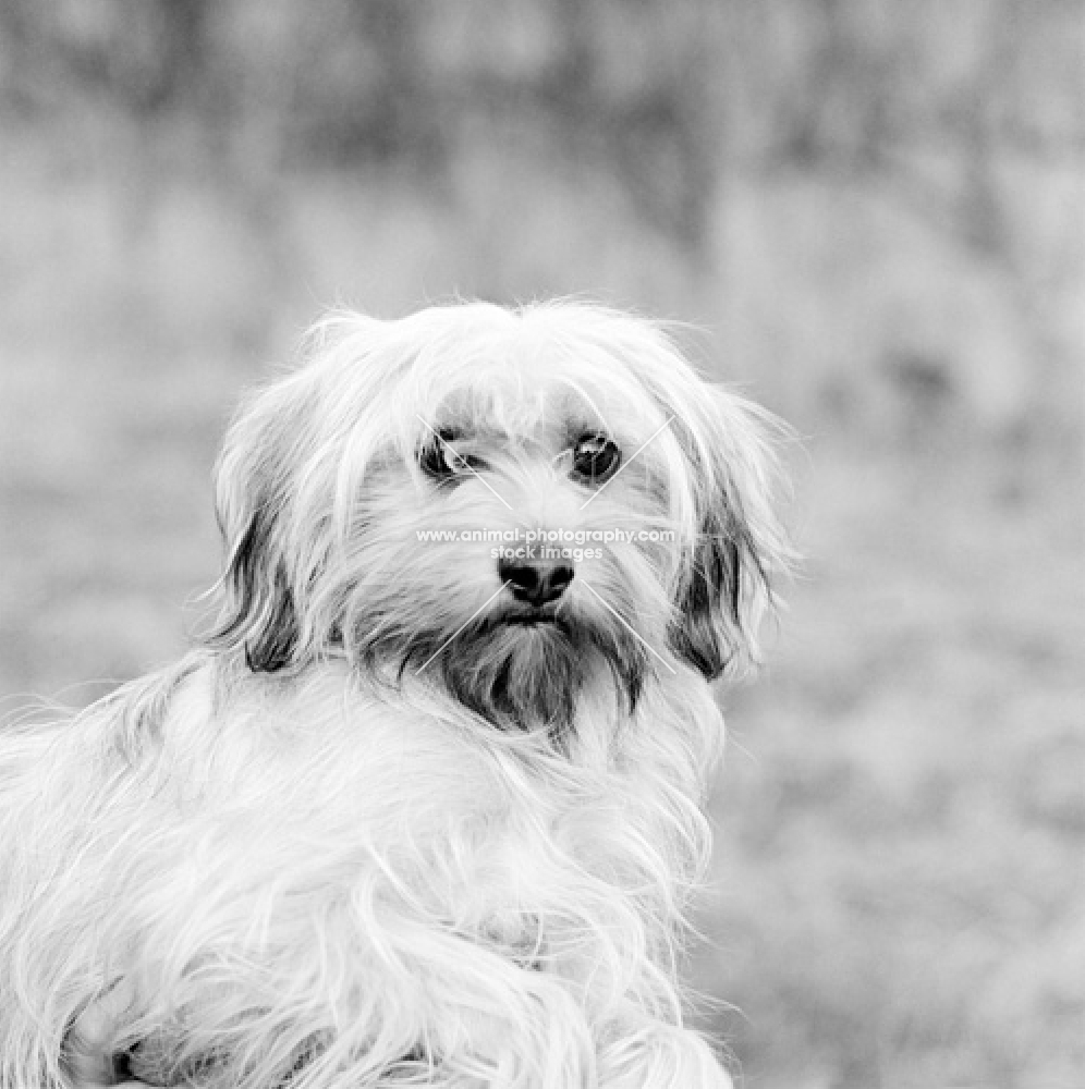 tibetan terrier in 1973