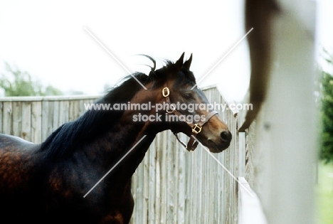 Mill Reef famous race horse, derby winner, at the national stud, newmarket