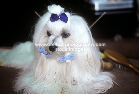 twinkle star v countess holland, maltese at a show