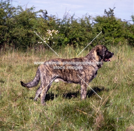  jaro de monte jaena, spanish mastiff standing in grass