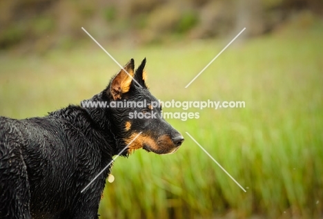 Beauceron