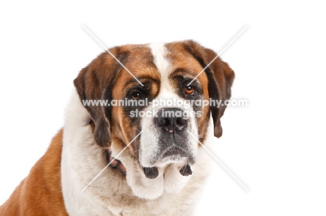 Saint Bernard portrait