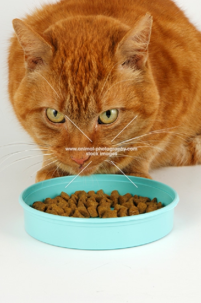 cat eating from a mint green dish, crouching