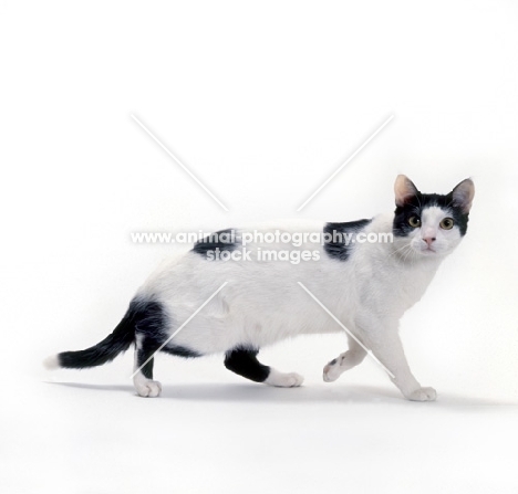 Brazilian Shorthair walking on white background