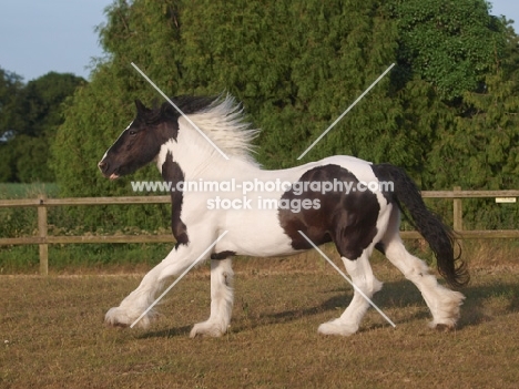 powerful Piebald horse in motion