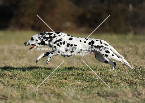 Dalmatian running