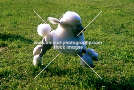 champion standard poodle leaping across grass