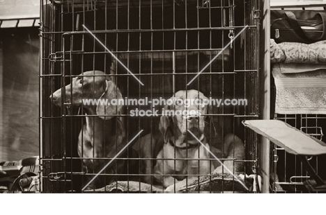 Standard Dachshund and Hungarian Vizsla in a crate at Crufts