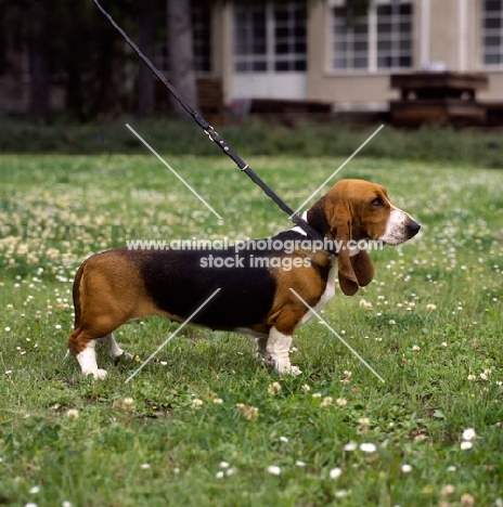 basset artesien norman standing on grass