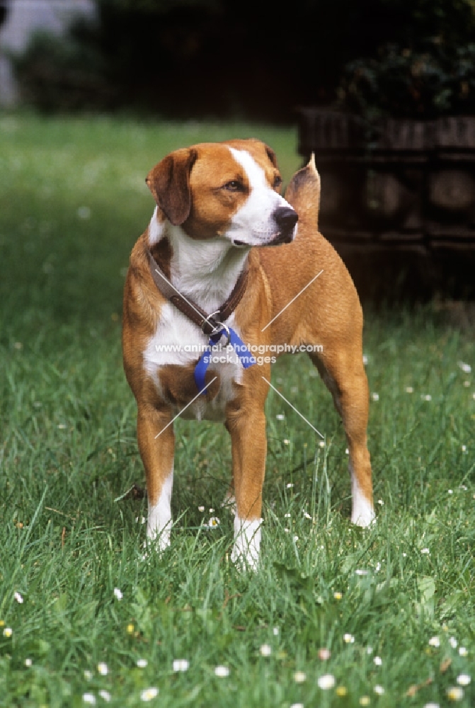 victor vom tilburg roem, austrian shorthaired pinscher front view