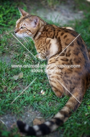 bengal cat resting