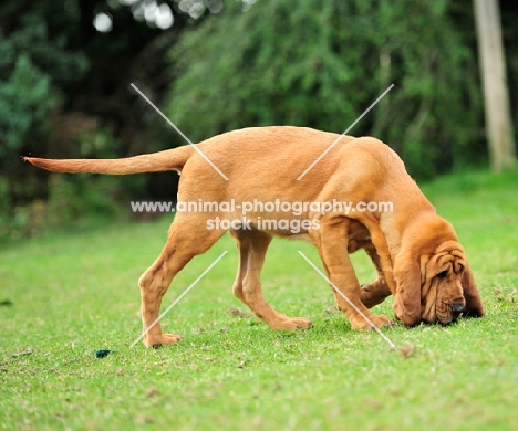 bloodhound tracking trailing hunting working