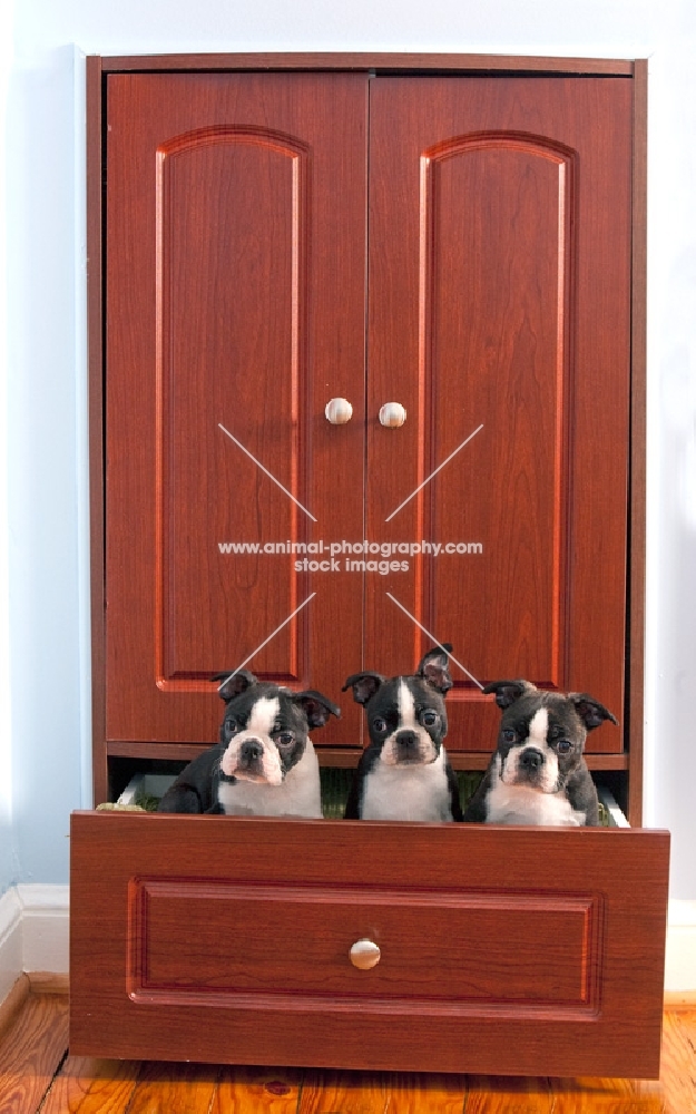 three Boston terrier puppies sitting in a drawer