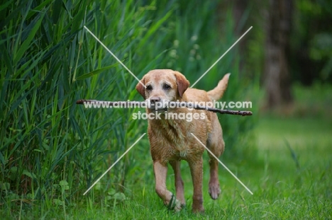 yellow labrador retriever carrying a big stick