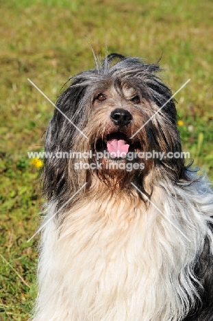 smiling Polish Lowland Sheepdog