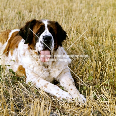 st bernard lying down in a stubble field