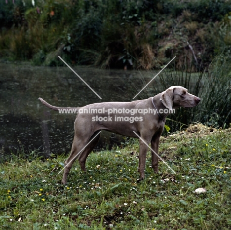 weimaraner near water