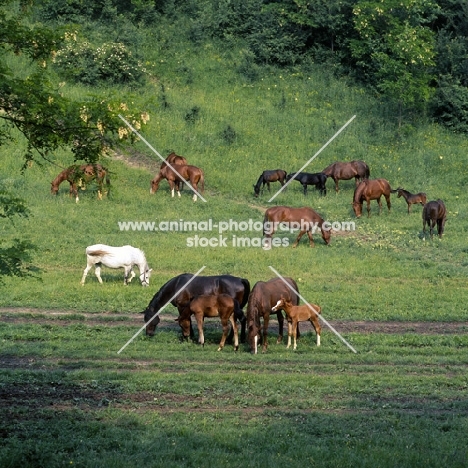 kisber mares and foals in hungary