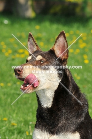 Australian Kelpie licking lips