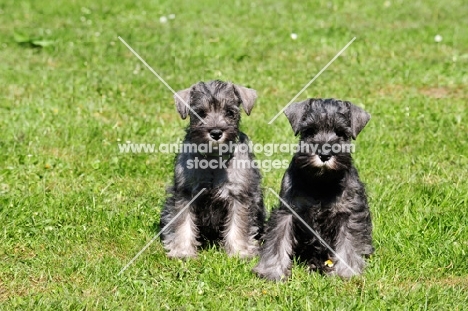 miniature Schnauzer puppies