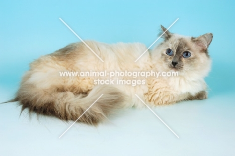 blue tortie ragdoll cat lying down