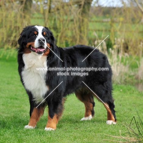 Champion Bernese Mountain dog