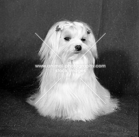 maltese in show coat