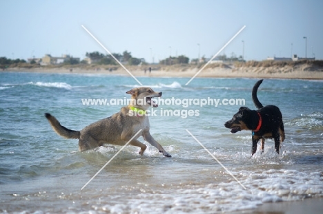 Two dogs playing in the sea