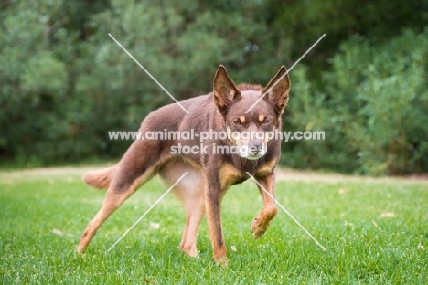 Kelpie stalking 