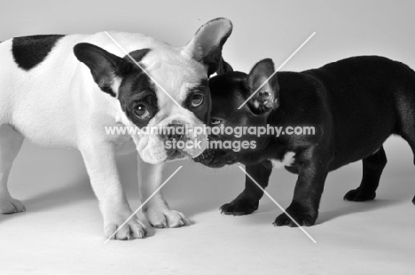 two French Bulldogs with heads together