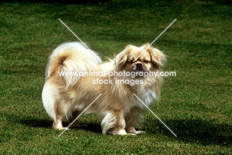 tibetan spaniel from braeduke, standing on grass