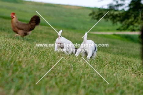 Jack Russell puppies on grass