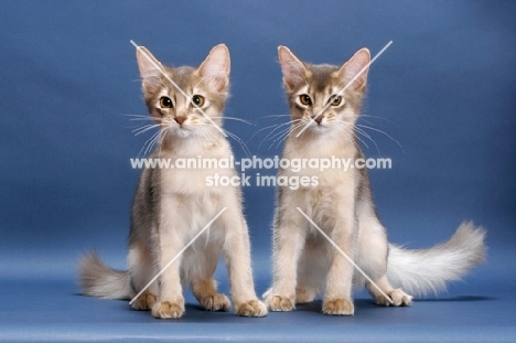 two blue Somali kittens sitting on blue background